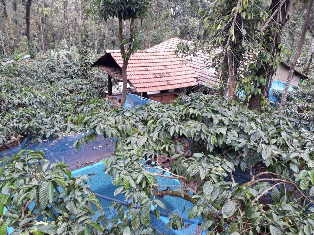 Durf Green Madikeri Dış mekan fotoğraf